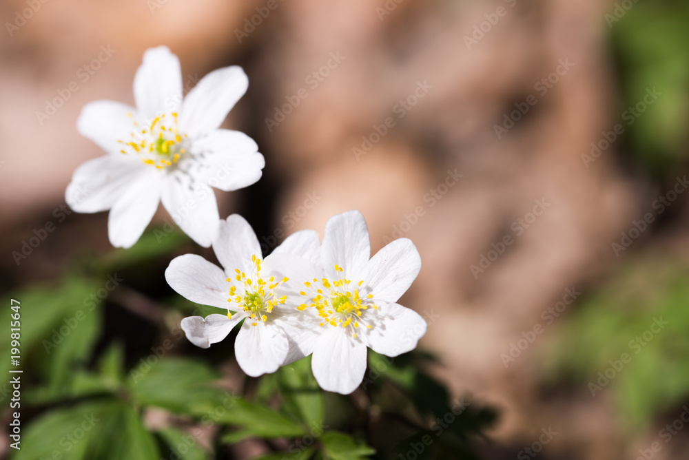 Spring wild flowers, wood anemone, windflower, Anemone nemorosa Spring wild flowers, wood anemone, windflower, Anemone nemorosa