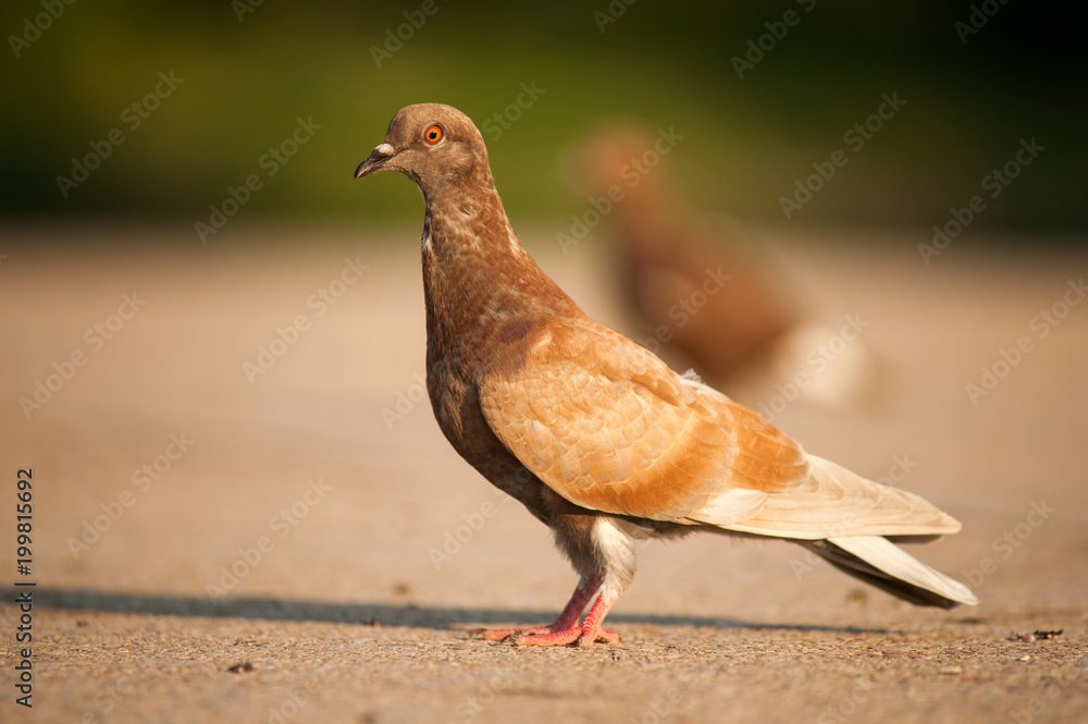 Rock Dove (Columba livia) sitting on a beautiful background Rock Dove (Columba livia) sitting on a beautiful background