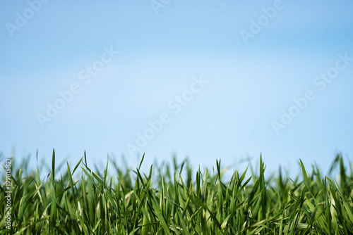 Fresh green grass as border on blue sky background