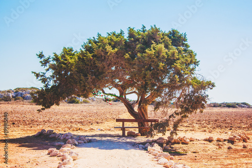 Tree of Love in Cyprus in a wheat field is a bench for relaxation and relaxation, pejazhaz on a white background