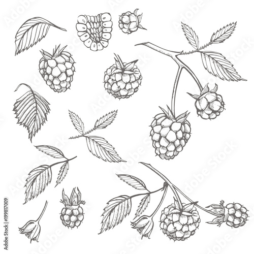 Hand drawn raspberry set isolated on white background. Retro sketch style vector illustration.