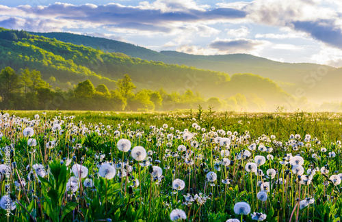 dandelion field on foggy sunrise. beautiful agricultural scenery in mountains photo