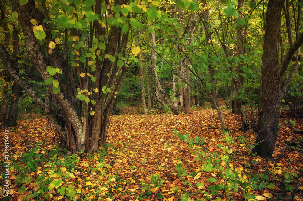 Into the autumn forest. Path in forest. Nature composition. Into the autumn forest. Path in forest. Nature composition.
