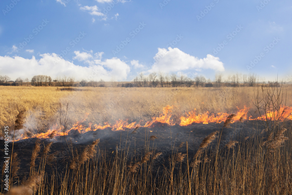 Forest fire near the village spring. burning dry grass . I was at the epicenter