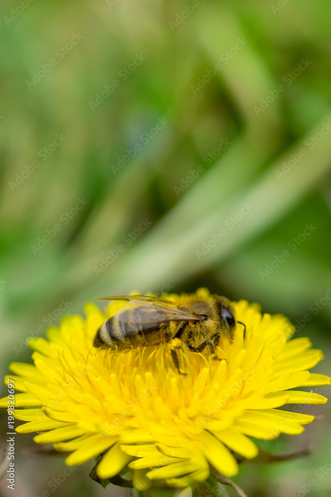Close up of bee collecting pollen on blooming yellow dandelion flower (Taraxacum officinale). Detail of bright dandelion in meadow at springtime Close up of bee collecting pollen on blooming yellow dandelion flower (Taraxacum officinale). Detail of bright dandelion in meadow at springtime