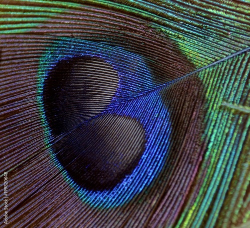peacock  © KatCuff Photography