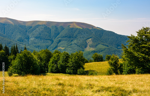 beech forest on grassy meadows in mountains. beautiful Landscape at the foot of Carpathian mountain Apetska