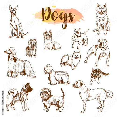Hand drawn dogs breeds set. Sketch of dog isolated on white background Vector Freehand drawing illustration in vintage style