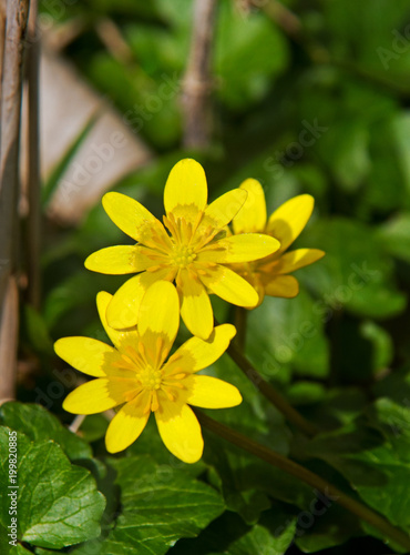 Yellow flowers and heart-shaped leaves of Lesser Celandine