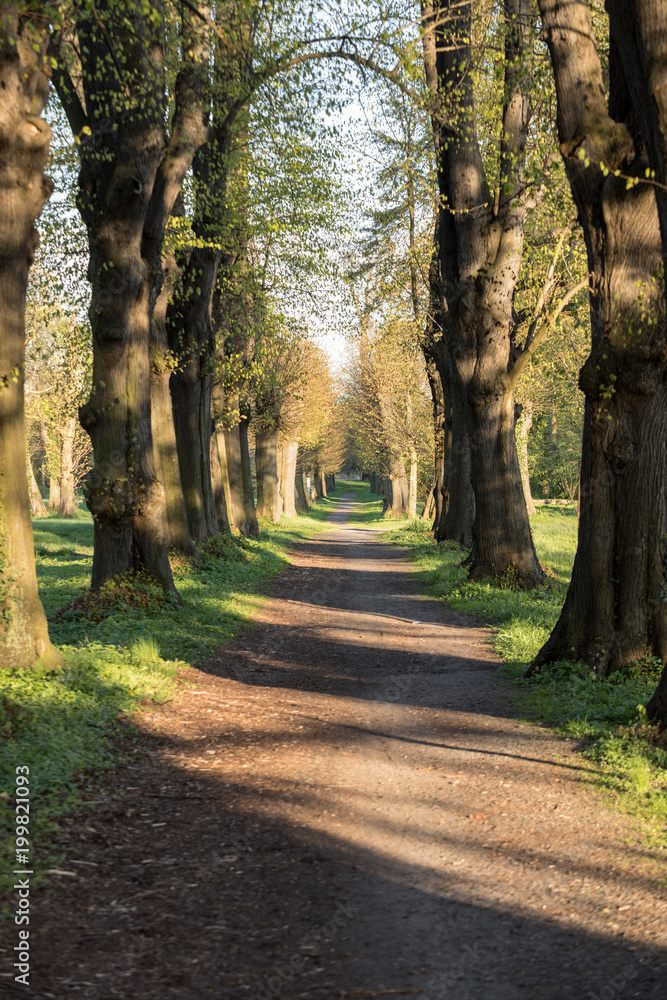 Romantic and mysterious alley path with old big trees in park. Beauty nature landscape. Summer walk. Romantic and mysterious alley path with old big trees in park. Beauty nature landscape. Summer walk.