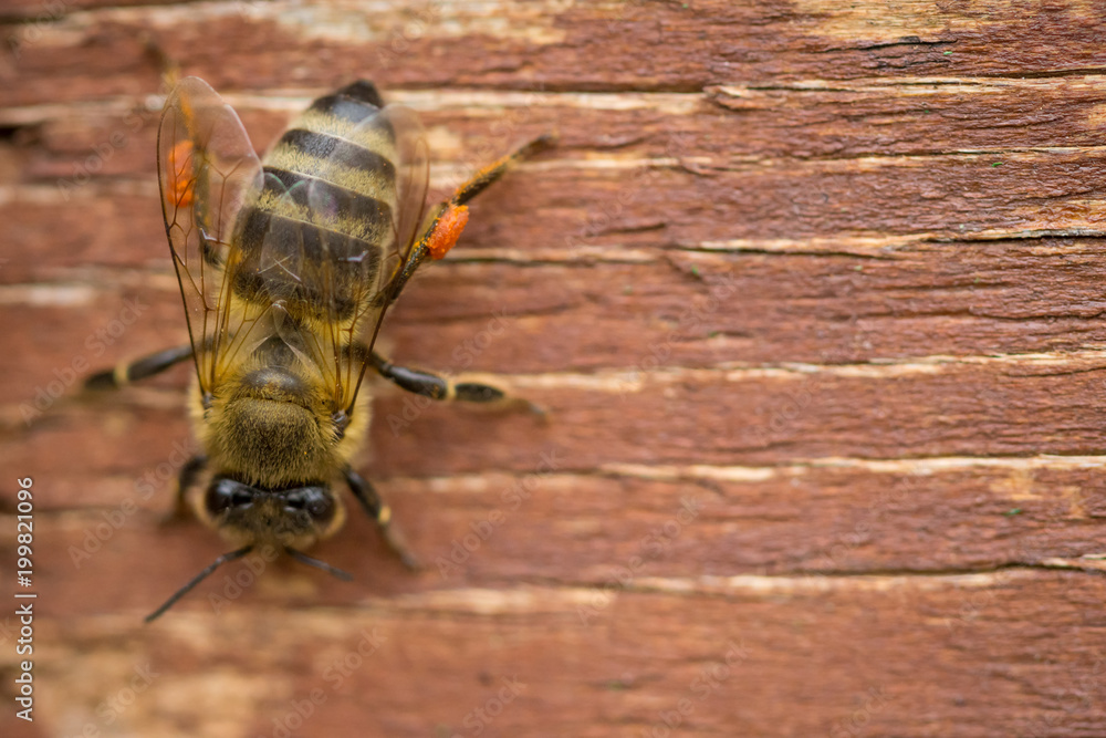 Close up bee standing on a wood board, on the outside Close up bee standing on a wood board, on the outside