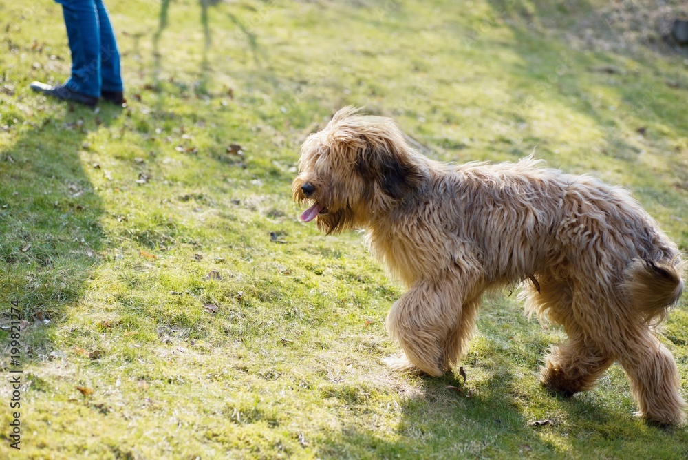 Dog briard goes behind his master on lawn.