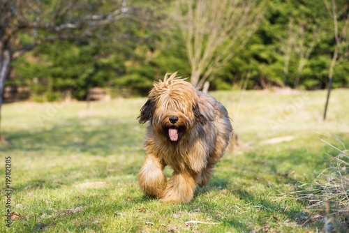 Obraz na plátně Young female briard puppy (8 months) runs trough meadow.