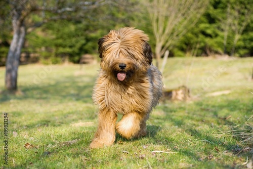 Young briard runs with dirty tongue on garden.