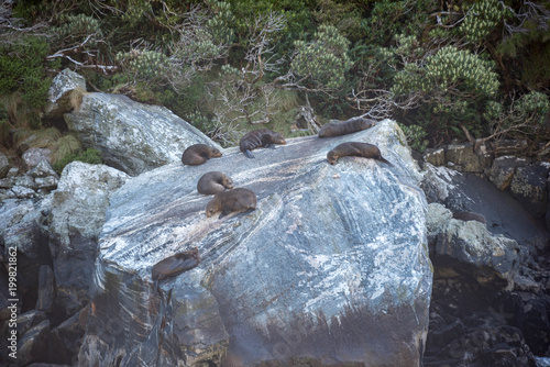 Seerobben Furseals in Neuseeland photo