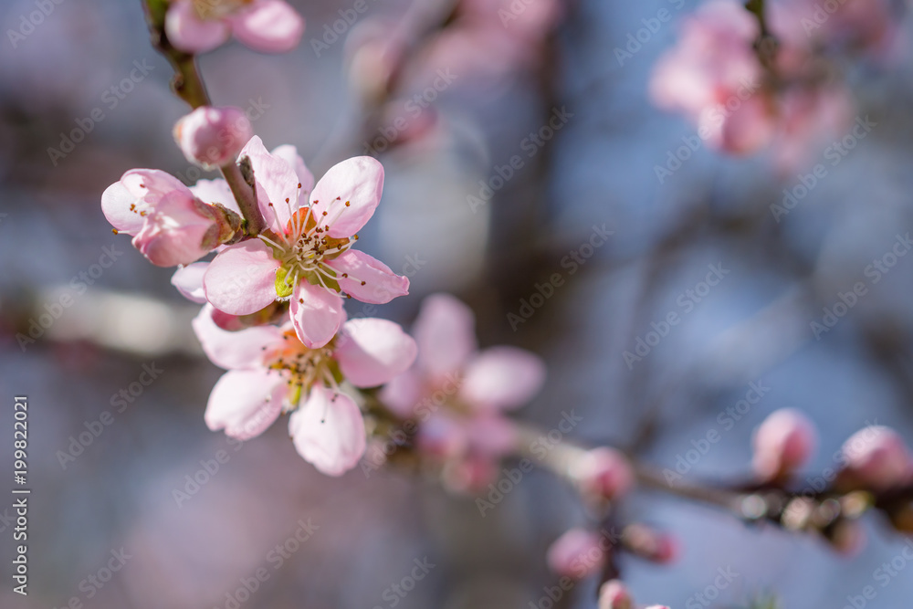 blooming beautiful pink peach flowers on branches. April spring peach tree blossom blooming beautiful pink peach flowers on branches. April spring peach tree blossom