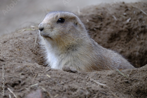 Wallpaper Mural Präriehund, Schwarzschwanz-Präriehund, Cynomys ludovicianus Torontodigital.ca