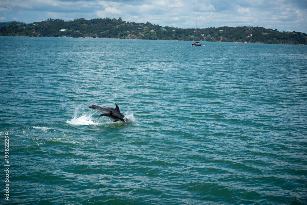 Obraz premium Delphine im Meer