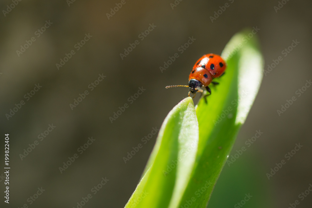 Macro photo of Ladybug in the green leaf. Close up ladybug in leaf. Spring nature scene Macro photo of Ladybug in the green leaf. Close up ladybug in leaf. Spring nature scene