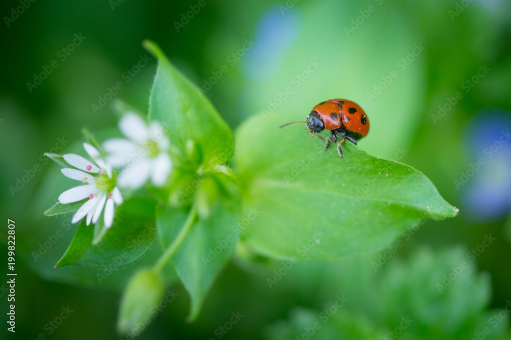 Fototapeta premium Macro photo of Ladybug in the green leaf. Close up ladybug in leaf. Spring nature scene