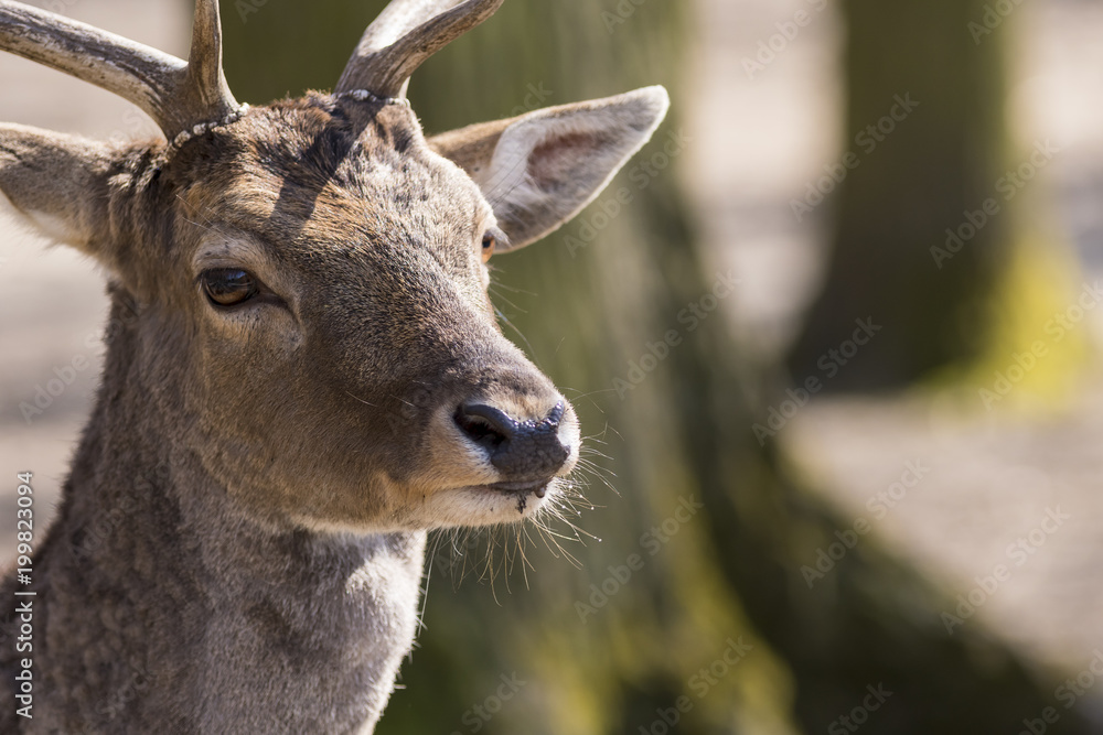 European deer standing at sunset. European deer standing at sunset.