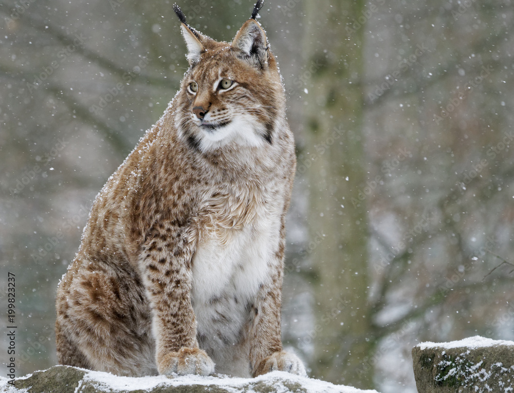 Eurasischer Luchs, Nordluchs, Lynx lynx, Luchs Eurasischer Luchs, Nordluchs, Lynx lynx, Luchs