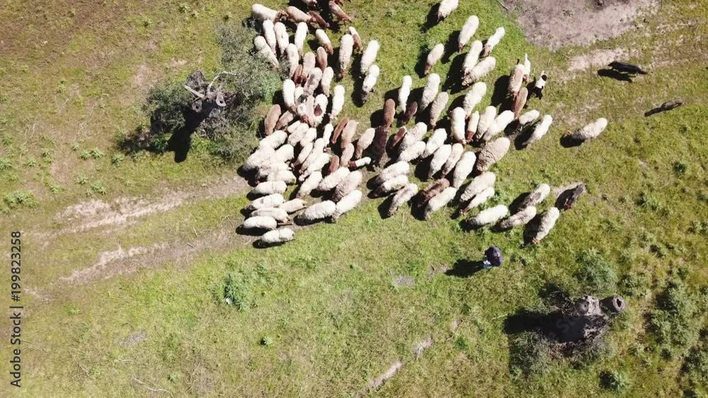 Sheep herd is moving. White sheep on grass background. Animals are grazing in countryside - aerial cinematic view Sheep herd is moving. White sheep on grass background. Animals are grazing in countryside - aerial cinematic view