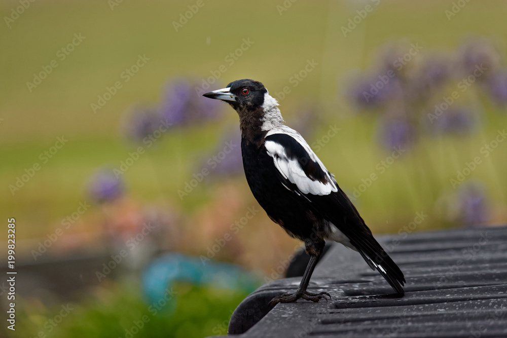 The Australian magpie (Gymnorhina tibicen) is a medium-sized black and white passerine bird native to Australia and southern New Guinea. Bird in the rain The Australian magpie (Gymnorhina tibicen) is a medium-sized black and white passerine bird native to Australia and southern New Guinea. Bird in the rain