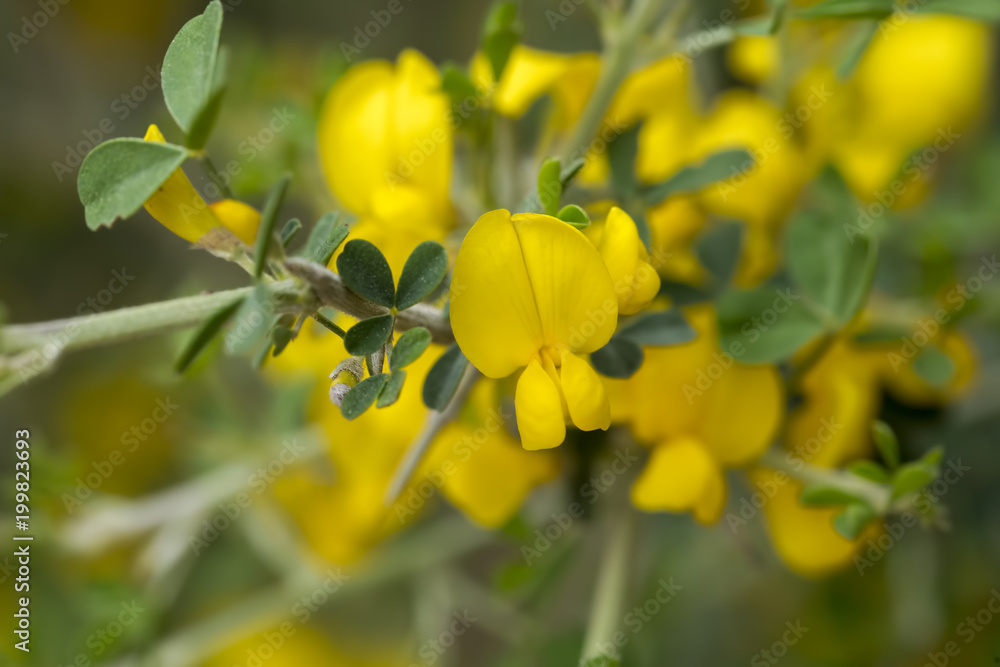 Obraz premium Spartium junceum wild flower