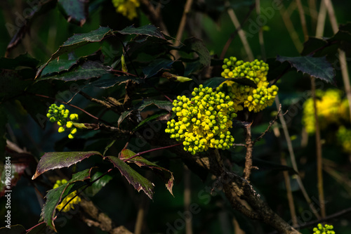 Spring flowers photo