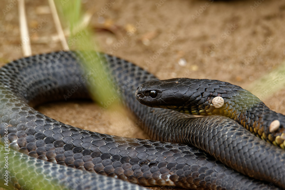 Obraz premium Tiger snakes (Notechis scutatus) are a venomous snake species found in the southern regions of Australia, including its coastal islands, such as Tasmania.