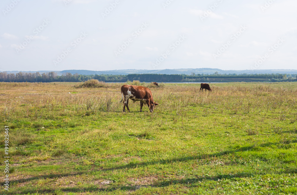 Cow eating grass
