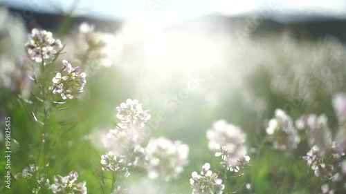 Field of flowers that move with the wind