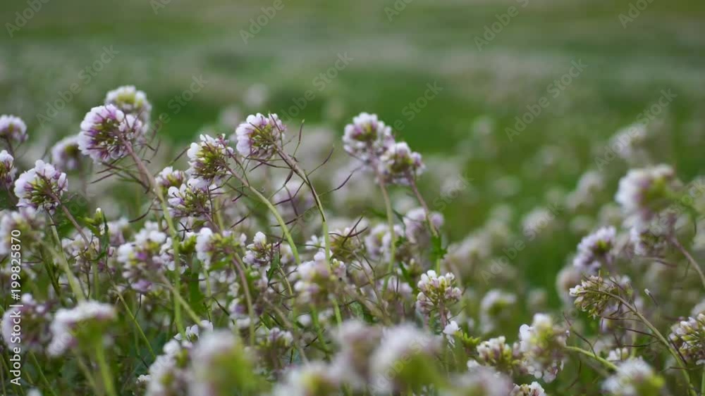 Field of flowers that move with the wind Field of flowers that move with the wind