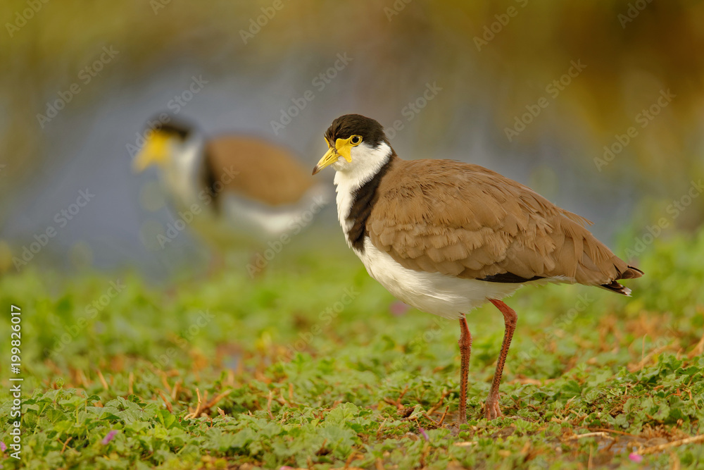 The masked lapwing Vanellus miles also known as the masked plover and often called the spur-winged plover is a large, common and conspicuous bird native to Australia Tasmania The masked lapwing Vanellus miles also known as the masked plover and often called the spur-winged plover is a large, common and conspicuous bird native to Australia Tasmania