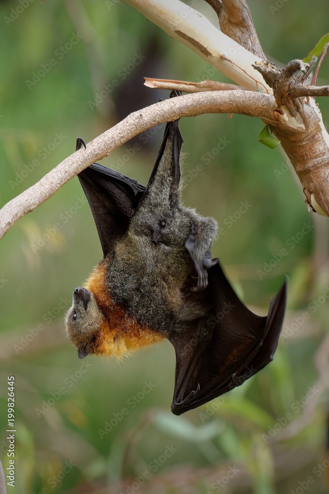 The grey-headed flying fox Pteropus poliocephalus is the largest bat in Australia. This flying fox has a dark-grey body with a light-grey head and a reddish-brown neck collar The grey-headed flying fox Pteropus poliocephalus is the largest bat in Australia. This flying fox has a dark-grey body with a light-grey head and a reddish-brown neck collar