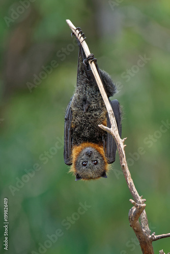 The grey-headed flying fox Pteropus poliocephalus is the largest bat in Australia. This flying fox has a dark-grey body with a light-grey head and a reddish-brown neck collar