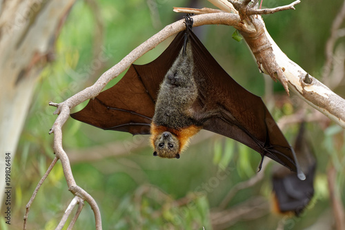 Foto The grey-headed flying fox Pteropus poliocephalus is the largest bat in Australia