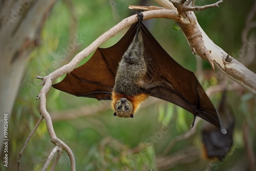 The grey-headed flying fox Pteropus poliocephalus is the largest bat in Australia. This flying fox has a dark-grey body with a light-grey head and a reddish-brown neck collar