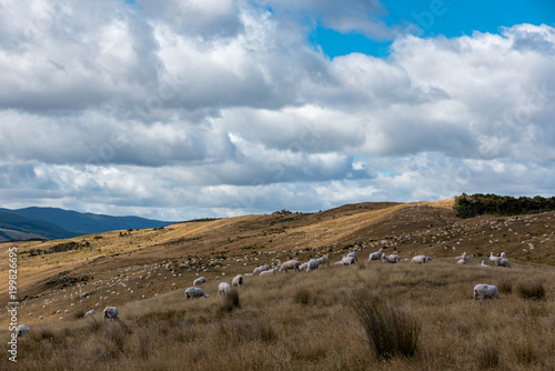 Steppe in Neuseeland