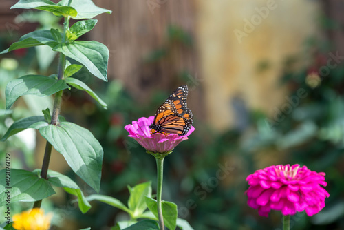 Schmetterling auf Blume