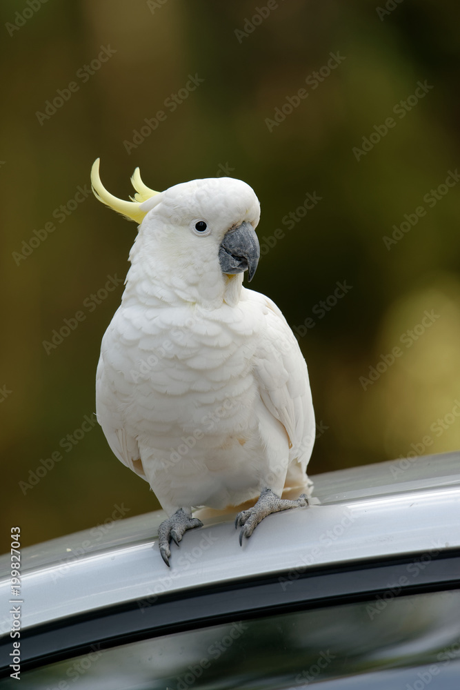 The sulphur-crested cockatoo (Cacatua galerita) is a relatively large white cockatoo found in wooded habitats in Australia and New Guinea and some of the islands of Indonesia. Tasmania The sulphur-crested cockatoo (Cacatua galerita) is a relatively large white cockatoo found in wooded habitats in Australia and New Guinea and some of the islands of Indonesia. Tasmania