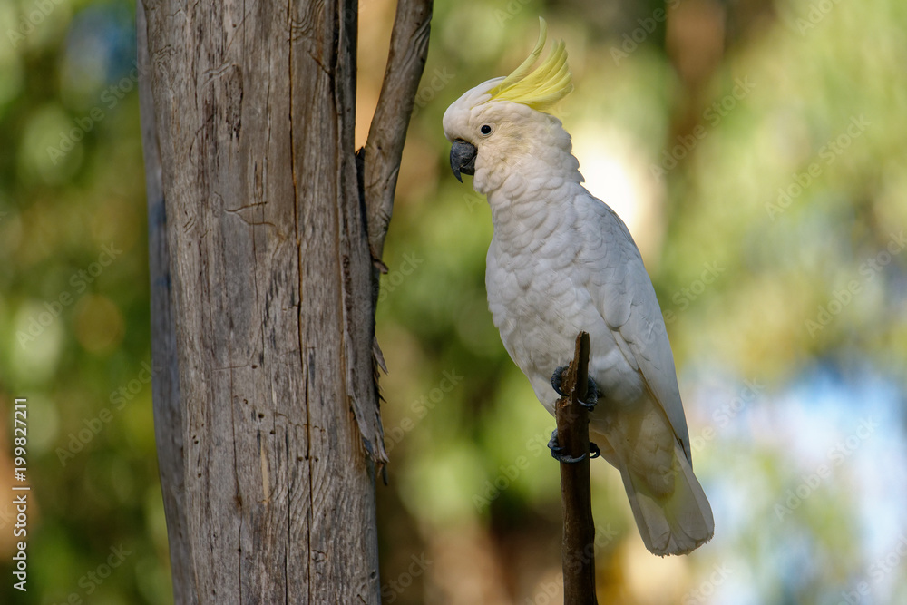 The sulphur-crested cockatoo (Cacatua galerita) is a relatively large white cockatoo found in wooded habitats in Australia and New Guinea and some of the islands of Indonesia. Tasmania The sulphur-crested cockatoo (Cacatua galerita) is a relatively large white cockatoo found in wooded habitats in Australia and New Guinea and some of the islands of Indonesia. Tasmania