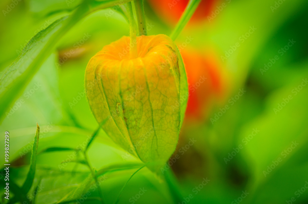 Physalis angulata. An outstanding colorful textures of swell calyx which beautiful green pattern, covered fruit inside. close up, natural sunlight. Physalis angulata. An outstanding colorful textures of swell calyx which beautiful green pattern, covered fruit inside. close up, natural sunlight.