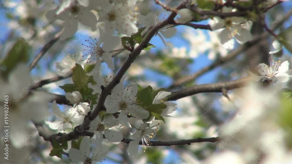 Tree branches with white flowers, blooming season, leaves buds, spring blossom. Tree branches with white flowers, blooming season, leaves buds, spring blossom.