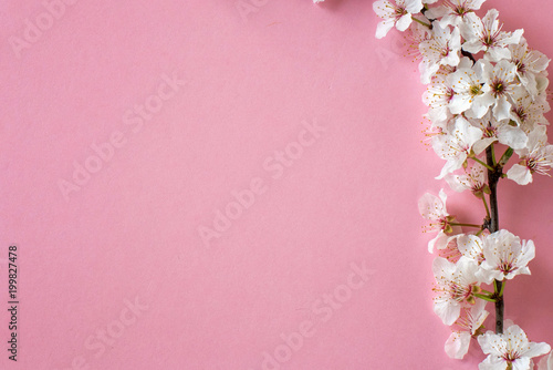 Wallpaper Mural Blossoms on pink background. Blank template, Copy space, close up. Torontodigital.ca