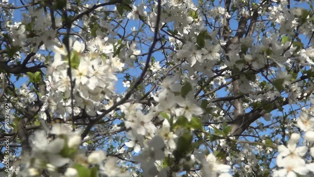 Tree with white flowers, blooming season, leaves buds, spring season, blossom. Tree with white flowers, blooming season, leaves buds, spring season, blossom.
