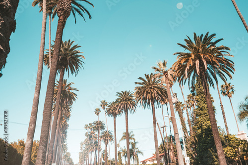 Bild auf Leinwand Exotic palm trees in bervely hills, Los Angeles