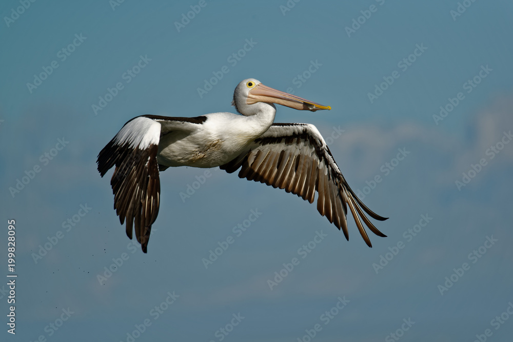 Obraz premium The Australian pelican (Pelecanus conspicillatus) is a large waterbird of the family Pelecanidae, widespread on the inland and coastal waters of Australia and New Guinea, also in Fiji