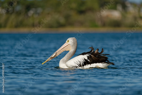 The Australian pelican (Pelecanus conspicillatus) is a large waterbird of the family Pelecanidae, widespread on the inland and coastal waters of Australia and New Guinea, also in Fiji